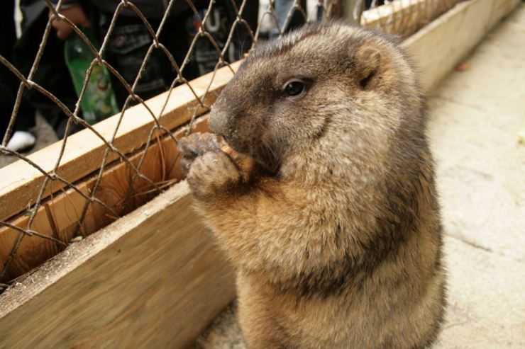 Сурки: особенности грызуна, интересные факты, описание, ареал, питание, враги