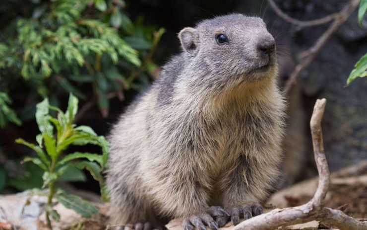 Сурки: особенности грызуна, интересные факты, описание, ареал, питание, враги