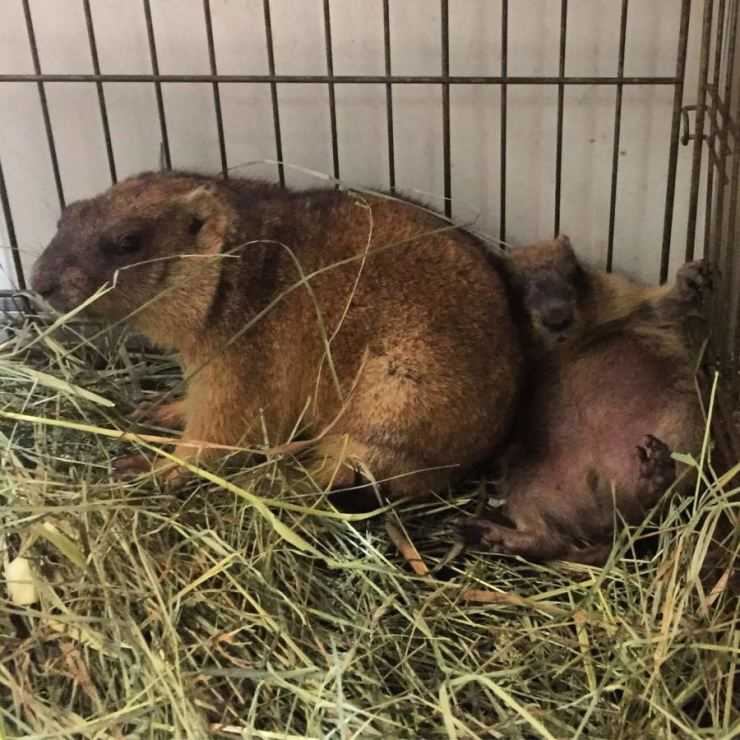 Сурки: особенности грызуна, интересные факты, описание, ареал, питание, враги