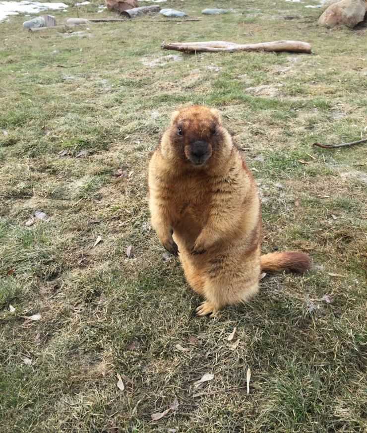 Сурки: особенности грызуна, интересные факты, описание, ареал, питание, враги