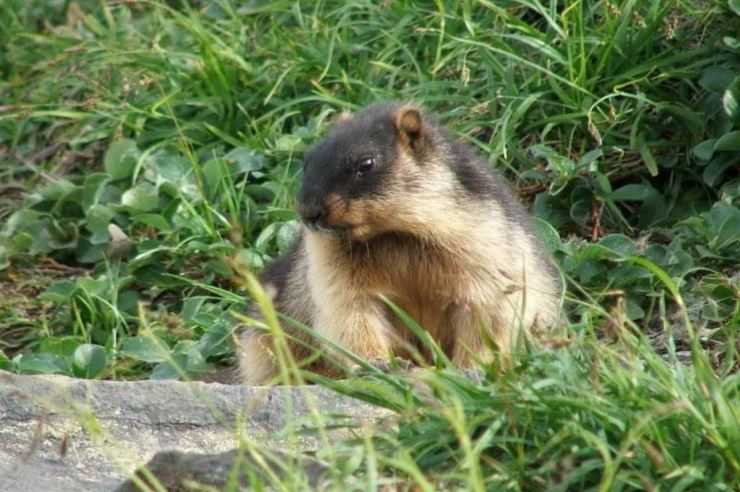 Сурки: особенности грызуна, интересные факты, описание, ареал, питание, враги