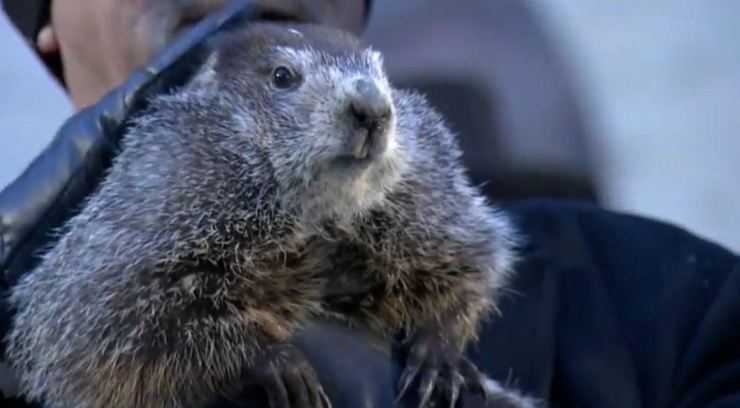 Сурки: особенности грызуна, интересные факты, описание, ареал, питание, враги