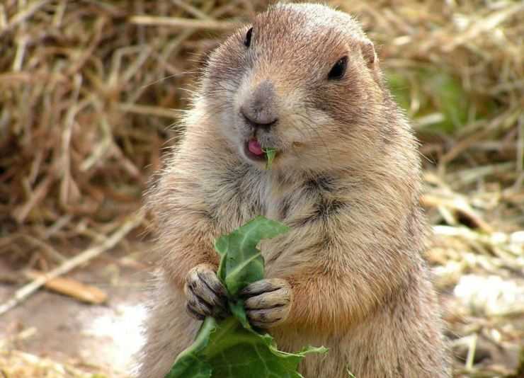 Сурки: особенности грызуна, интересные факты, описание, ареал, питание, враги