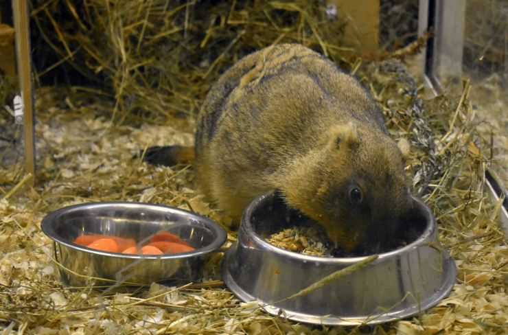 Сурки: особенности грызуна, интересные факты, описание, ареал, питание, враги