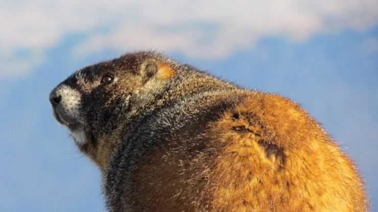 Сурки: особенности грызуна, интересные факты, описание, ареал, питание, враги