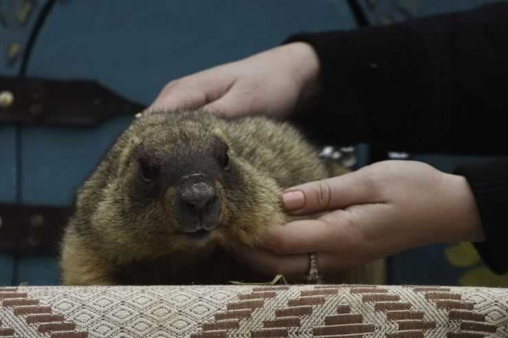 Сурки: особенности грызуна, интересные факты, описание, ареал, питание, враги