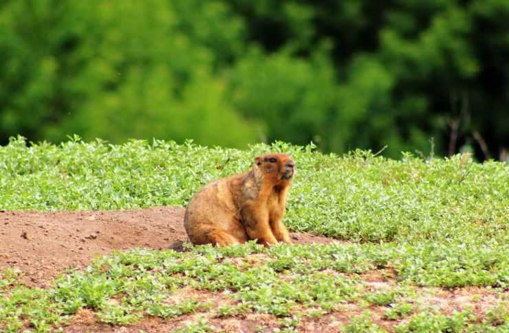 Сурки: особенности грызуна, интересные факты, описание, ареал, питание, враги