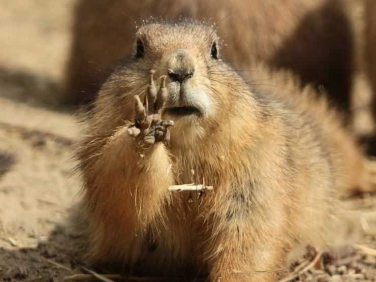 Сурки: особенности грызуна, интересные факты, описание, ареал, питание, враги