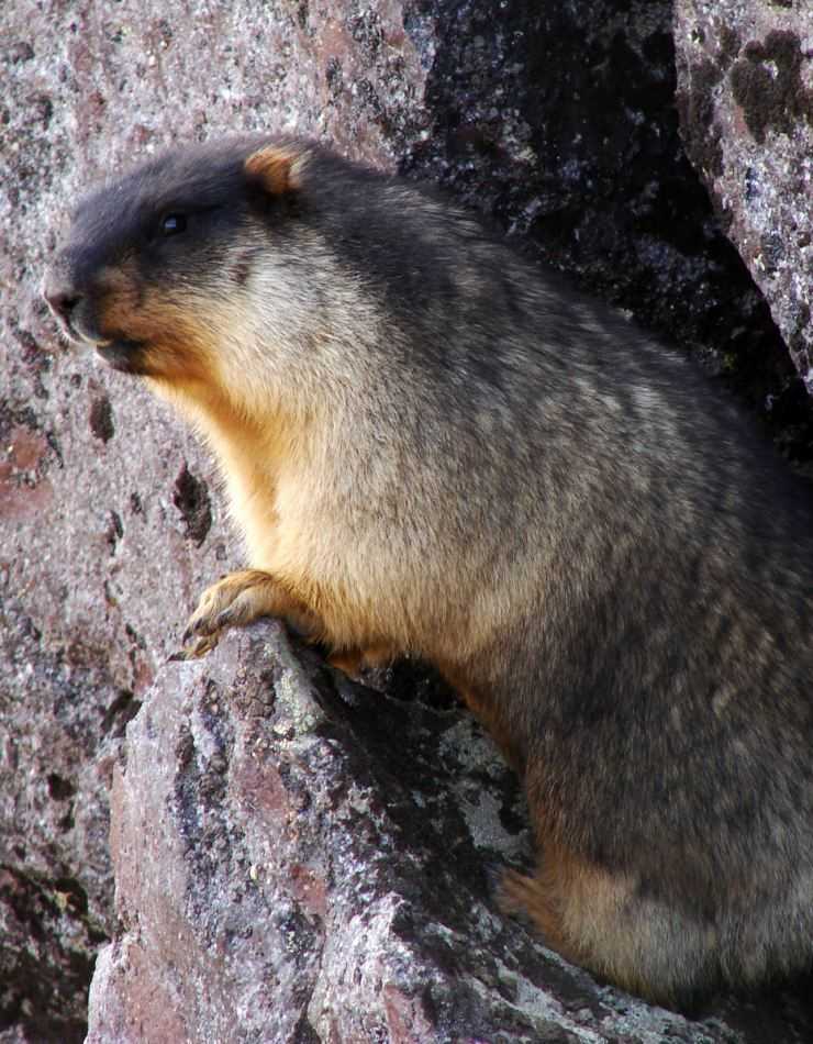 Сурки: особенности грызуна, интересные факты, описание, ареал, питание, враги