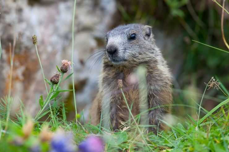 Сурки: особенности грызуна, интересные факты, описание, ареал, питание, враги