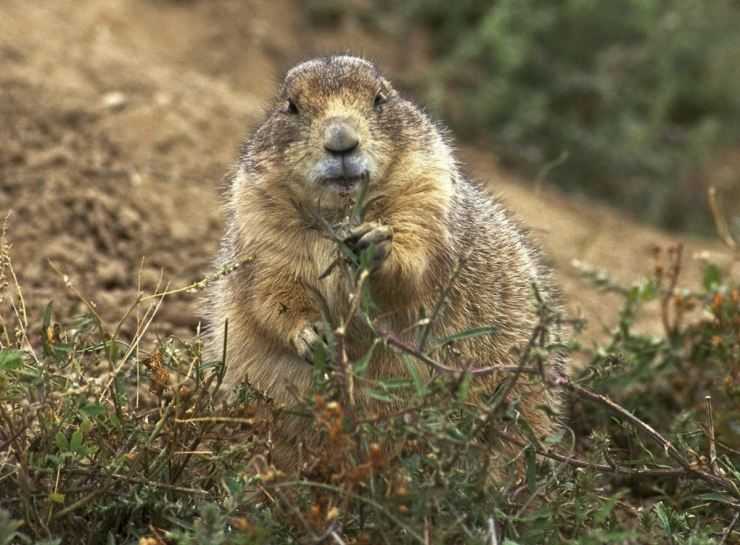 Сурки: особенности грызуна, интересные факты, описание, ареал, питание, враги