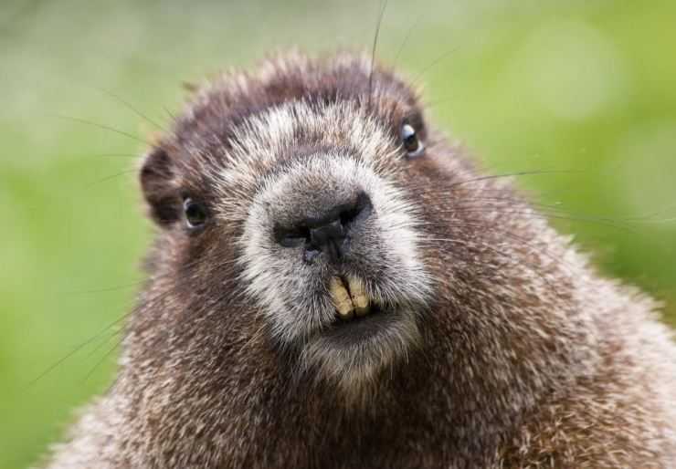 Сурки: особенности грызуна, интересные факты, описание, ареал, питание, враги