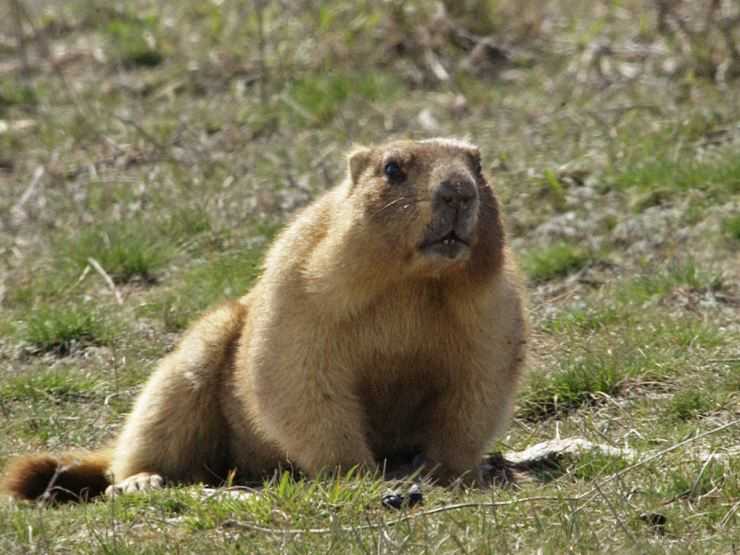 Сурки: особенности грызуна, интересные факты, описание, ареал, питание, враги