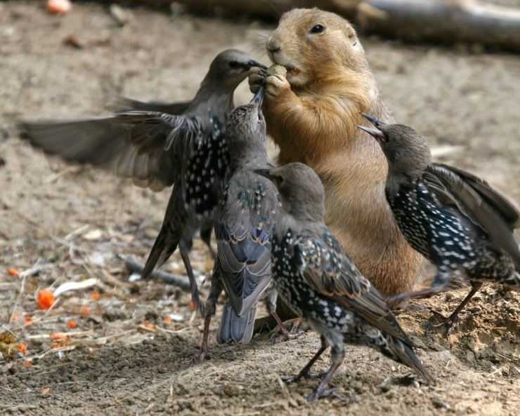 Сурки: особенности грызуна, интересные факты, описание, ареал, питание, враги