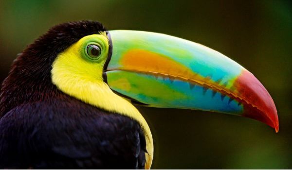 Фото: Клюв тукана