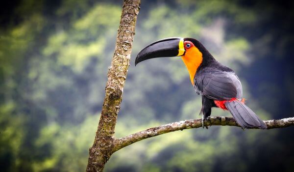 Фото: Птица тукан