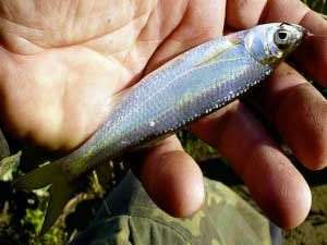 Уклейка весной