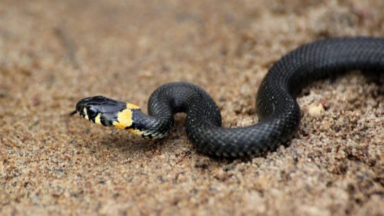 Растительный мир Африки: список редких представителей флоры и фауны, эндемики африканского континента