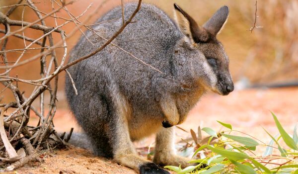 Фото: Детеныш валлаби