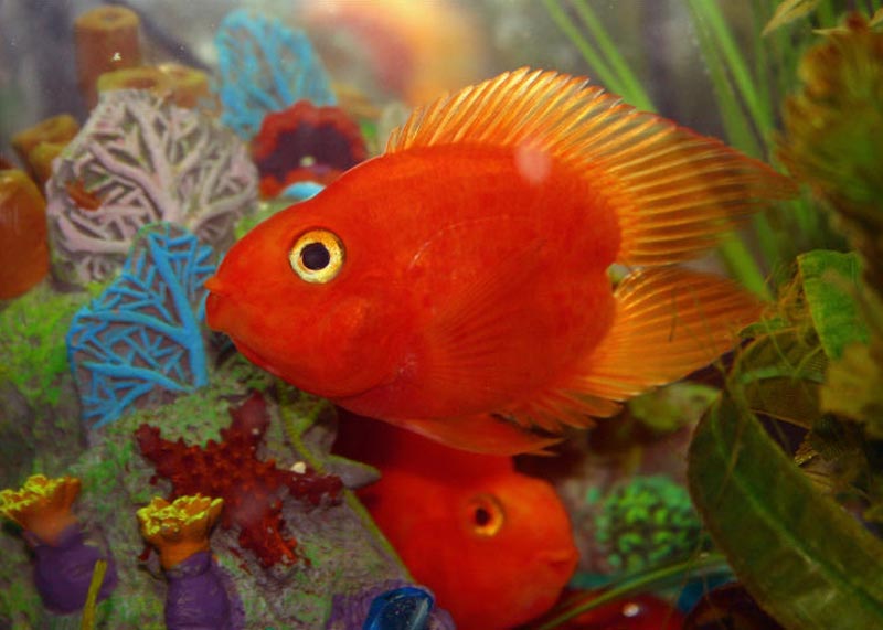 Влюбленное сердце