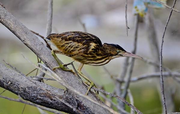 Выпь-птица-Описание-особенности-виды-образ-жизни-и-среда-обитания-выпи-6