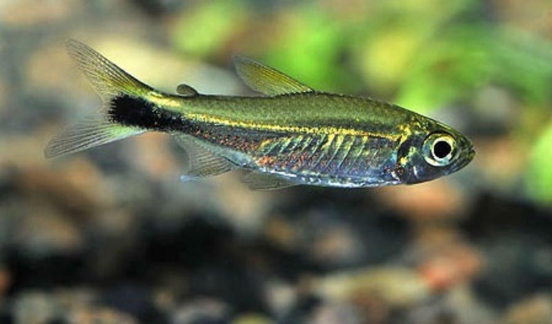 Зеленые Неоны или Костелло Зеленые Неоны