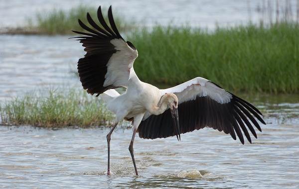 Животные-Приморского-края-Описание-названия-виды-и-фото-животных-Приморского-края-12