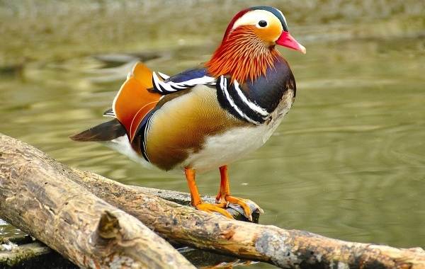 Животные-Приморского-края-Описание-названия-виды-и-фото-животных-Приморского-края-15