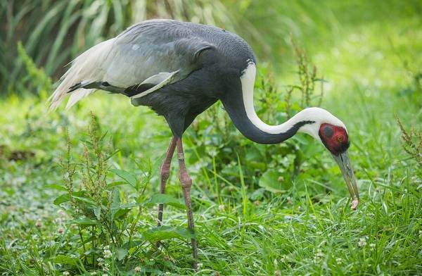 Животные-Приморского-края-Описание-названия-виды-и-фото-животных-Приморского-края-16
