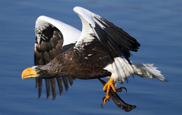 Животные-Приморского-края-Описание-названия-виды-и-фото-животных-Приморского-края-17