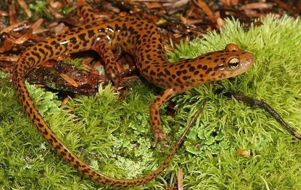 Животные-Приморского-края-Описание-названия-виды-и-фото-животных-Приморского-края-26