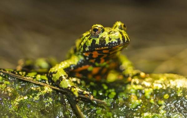 Животные-Приморского-края-Описание-названия-виды-и-фото-животных-Приморского-края-27