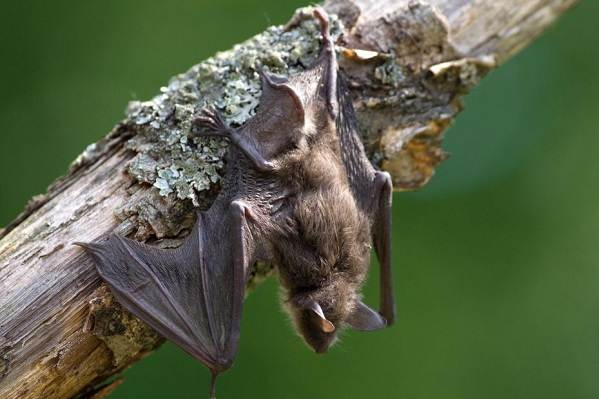 Животные-Ставропольского-края-Описание-названия-и-виды-животных-Ставропольского-края-10