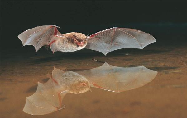 Животные-Ставропольского-края-Описание-названия-и-виды-животных-Ставропольского-края-11