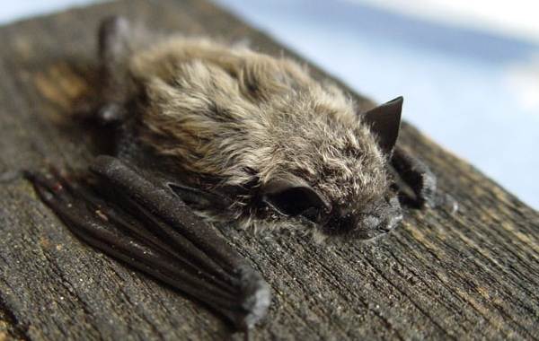 Животные-Ставропольского-края-Описание-названия-и-виды-животных-Ставропольского-края-12