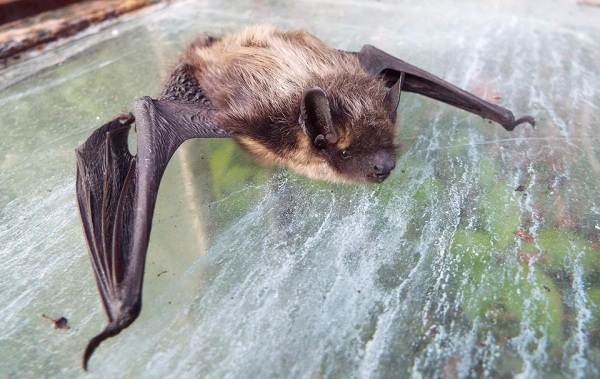 Животные-Ставропольского-края-Описание-названия-и-виды-животных-Ставропольского-края-13