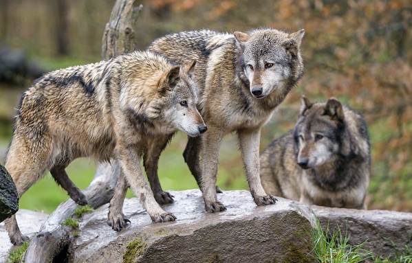 Животные-Ставропольского-края-Описание-названия-и-виды-животных-Ставропольского-края-2