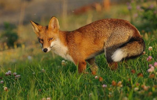 Животные-Ставропольского-края-Описание-названия-и-виды-животных-Ставропольского-края-3