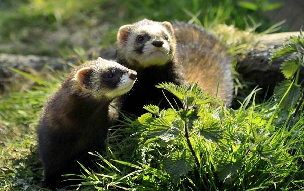 Животные-Ставропольского-края-Описание-названия-и-виды-животных-Ставропольского-края-4