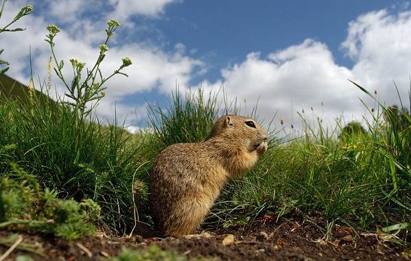 Животные-Ставропольского-края-Описание-названия-и-виды-животных-Ставропольского-края-6