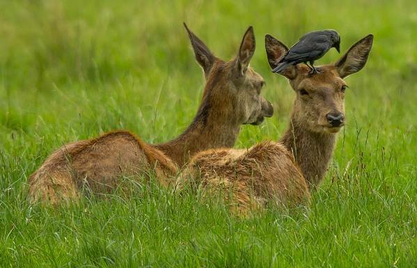 Животные-Ставропольского-края-Описание-названия-и-виды-животных-Ставропольского-края-7