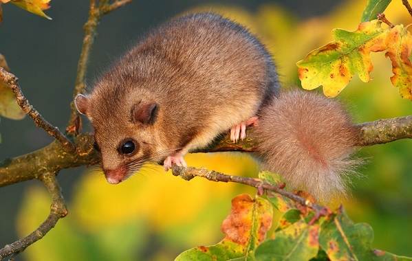 Животные-Ставропольского-края-Описание-названия-и-виды-животных-Ставропольского-края-8