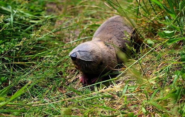 Животные-Ставропольского-края-Описание-названия-и-виды-животных-Ставропольского-края-9