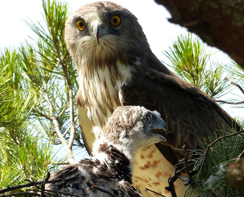 Птицы Краснодарского края: змееядные Птицы Краснодарского края: змееядные