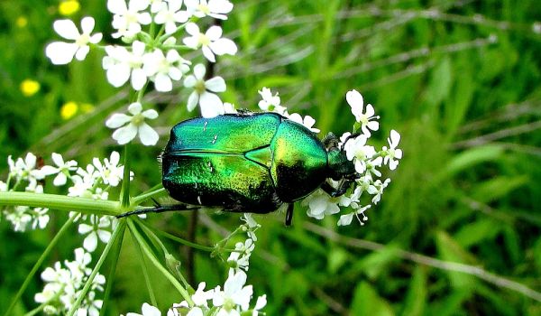 Фото: Золотистый бронзовик