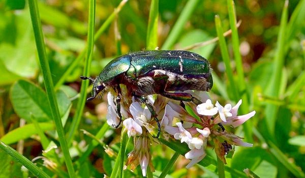 Фото: Золотое бронзовое насекомое