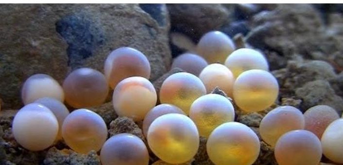 Берш: окрас рыбы, отличия от окуня и судака, техника ловли на спиннинг, удочкой, донкой, поведенческие черты и места обитания