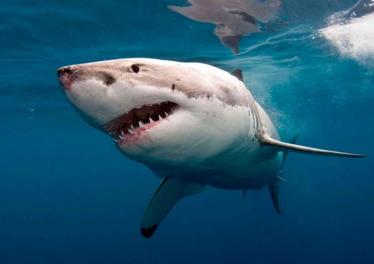 Статус популяции и вида