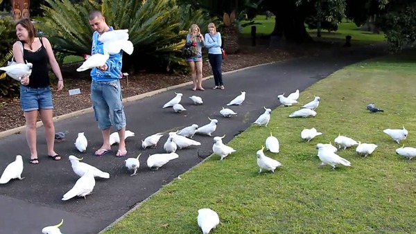 Какаду в зоопарке