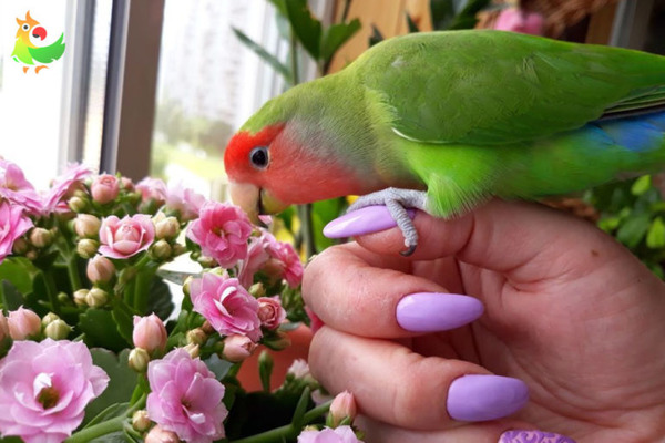 Неразлучник дома